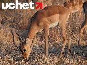 Предельная стоимость идентификационных знаков для дериватов сайгака