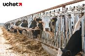 Субсидии на племенной скот увеличит Минсельхоз