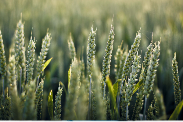 Планы развития агропромышленного комплекса в Казахстане до 2025 года