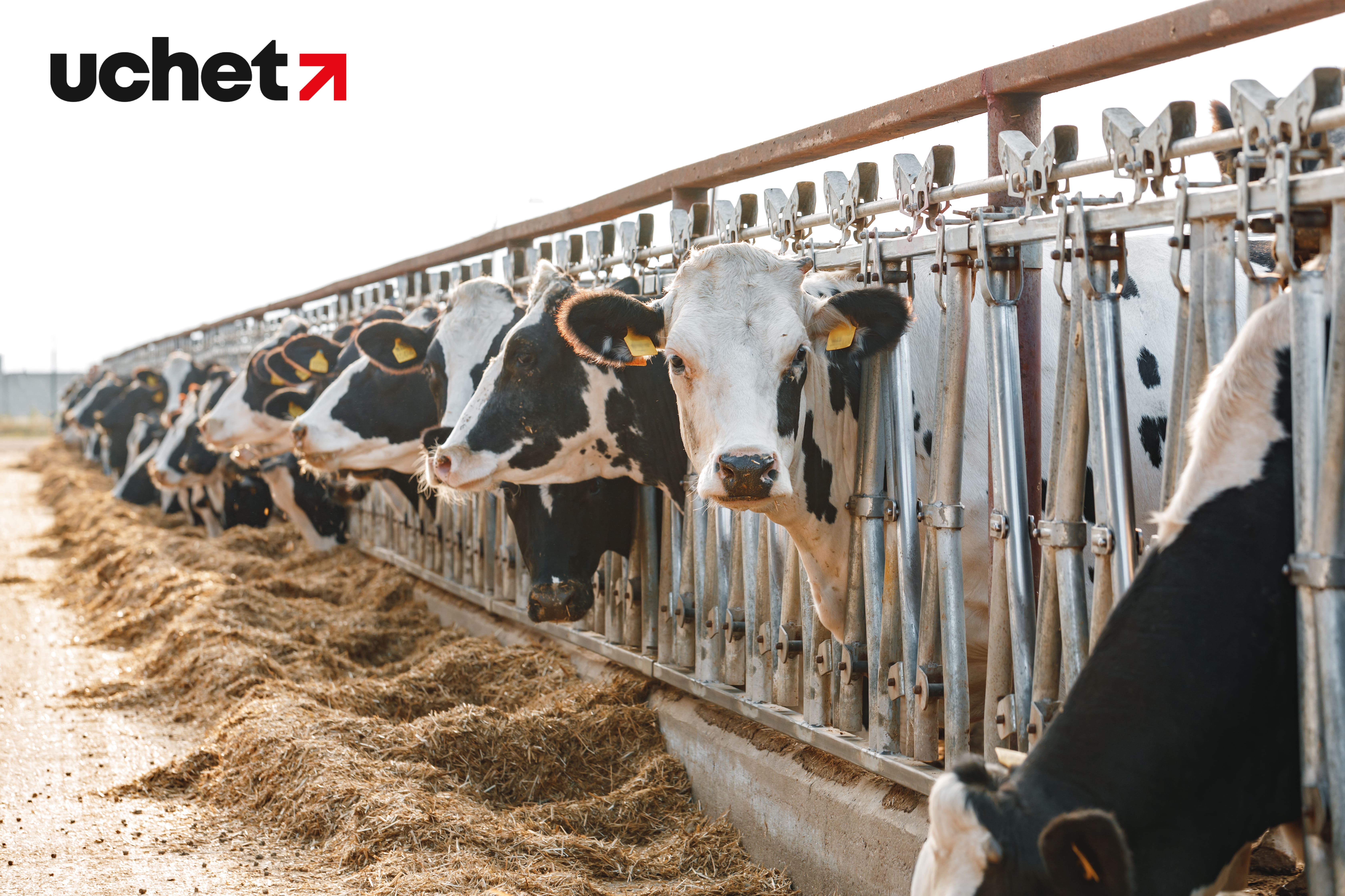 Субсидии на племенной скот увеличил Минсельхоз