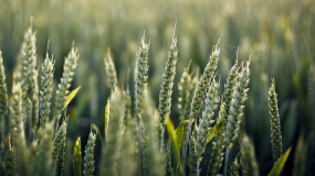 Единые аграрные и продовольственные рынки в странах ЕАЭС предложил создать Токаев