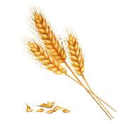Запрет на ввоз пшеницы на территорию РК продлен в Казахстане с 26 сентября 2023 года