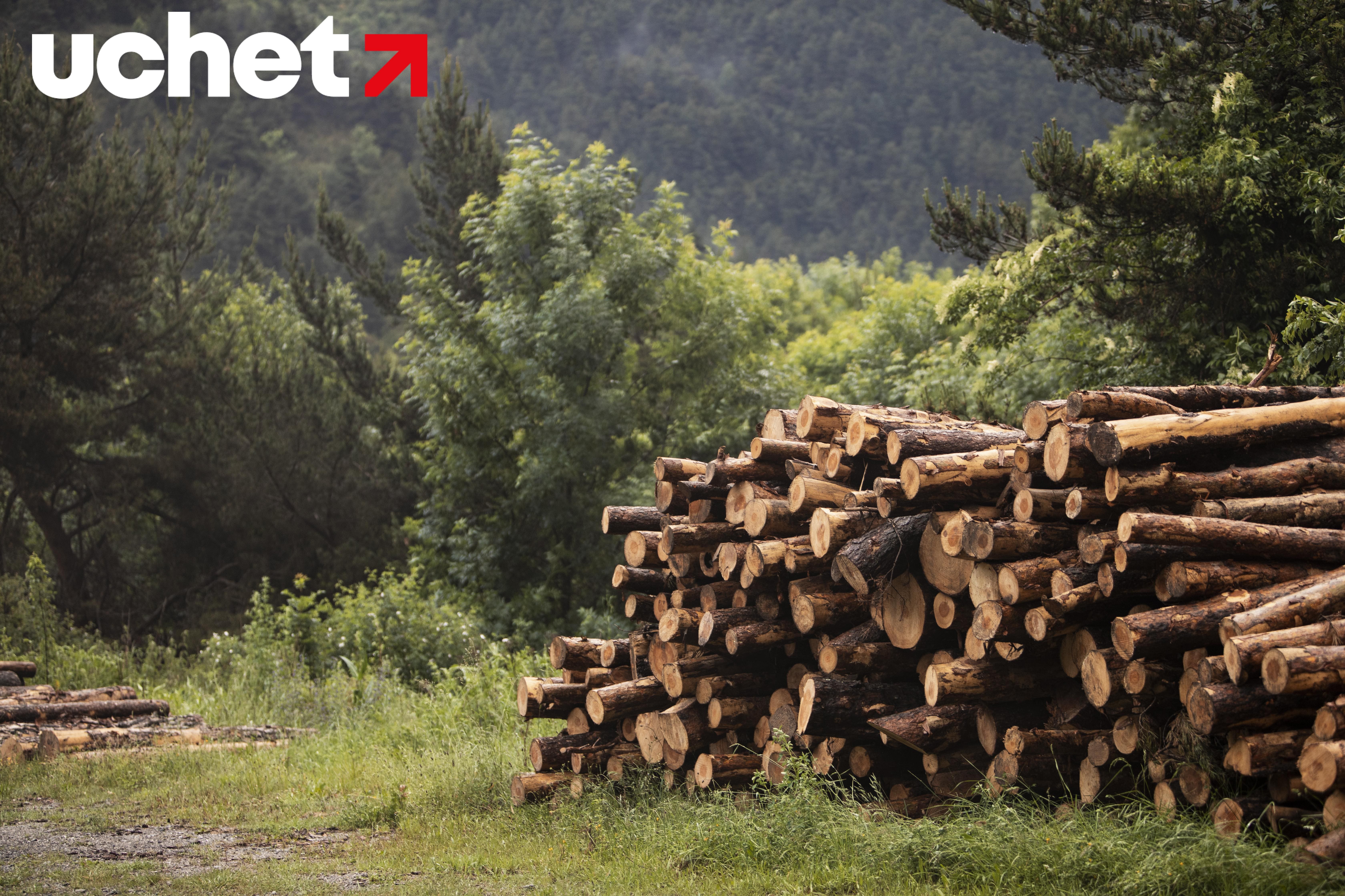 Запрет на вывоз лесоматериалов на 6 месяцев ввели в Казахстане