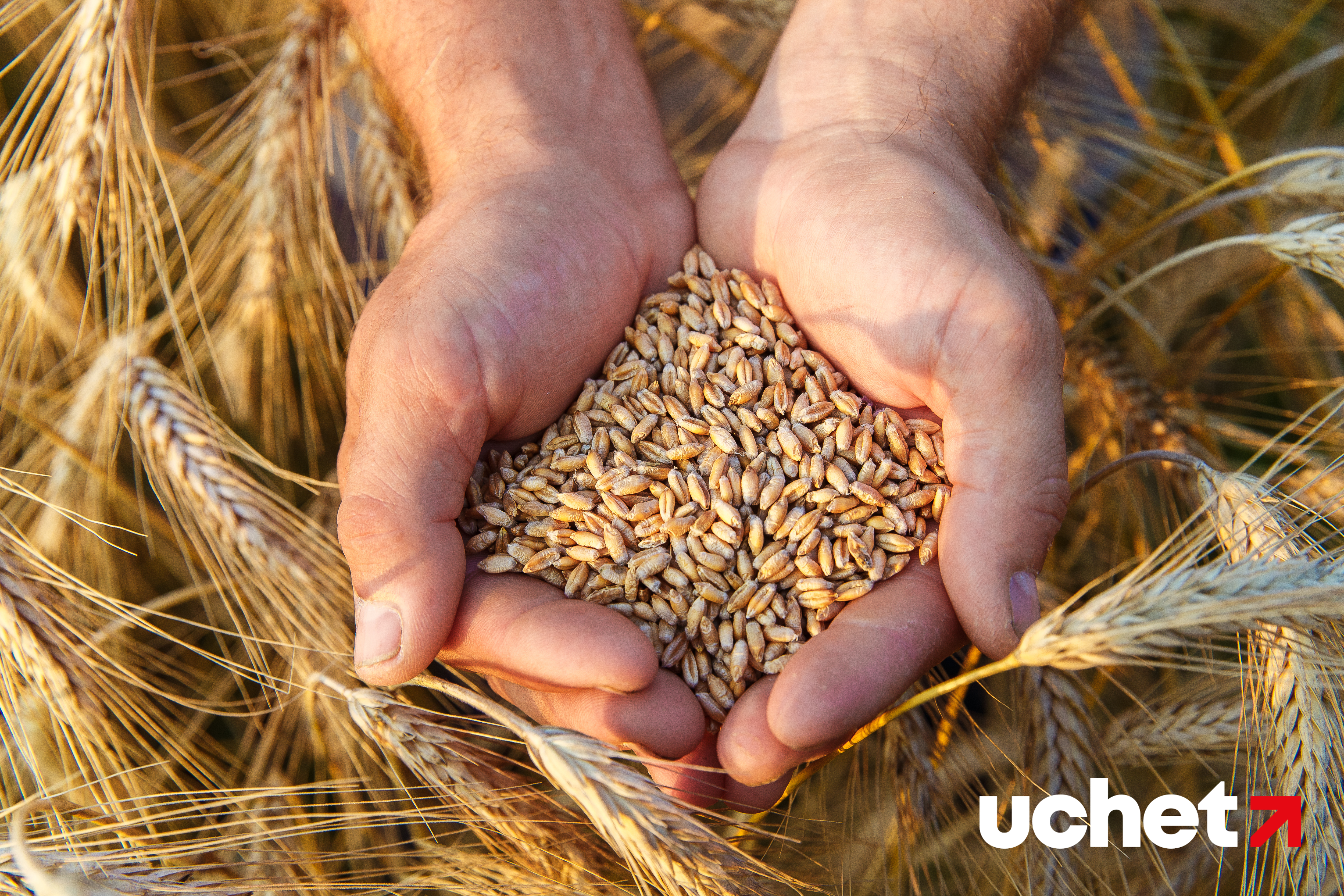 Субсидии на перевозку зерна продлены до сентября 2026 года