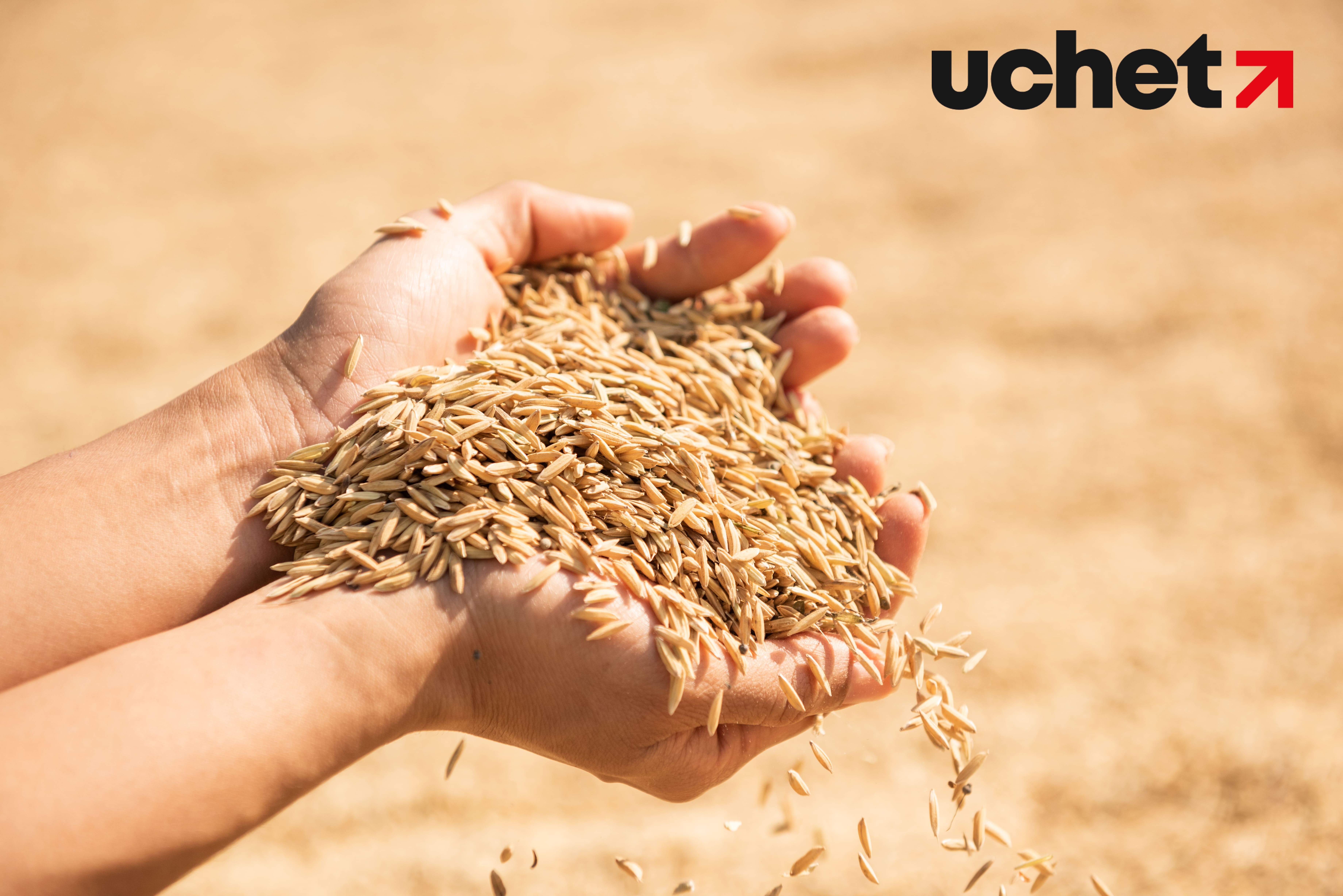 Зерно станет финансовым инструментом на блокчейне: запущен пилотный проект