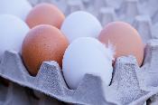 Введен запрет на ввоз яиц кур свежих на территорию РК на 6 месяцев