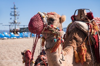 Бизнес в Марокко – выход на горячий африканский рынок