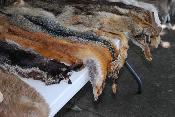  Вывозные таможенные пошлины на отдельные виды товаров изменились