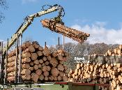 Вводится запрет на вывоз отдельных видов лесоматериалов с территории РК 